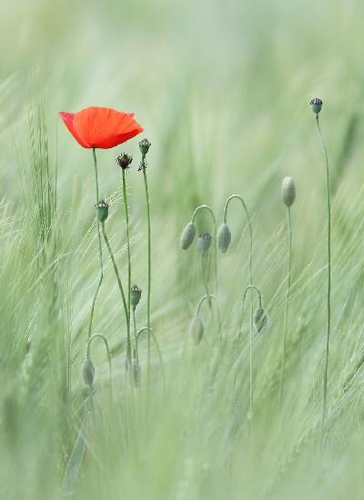 Mohn