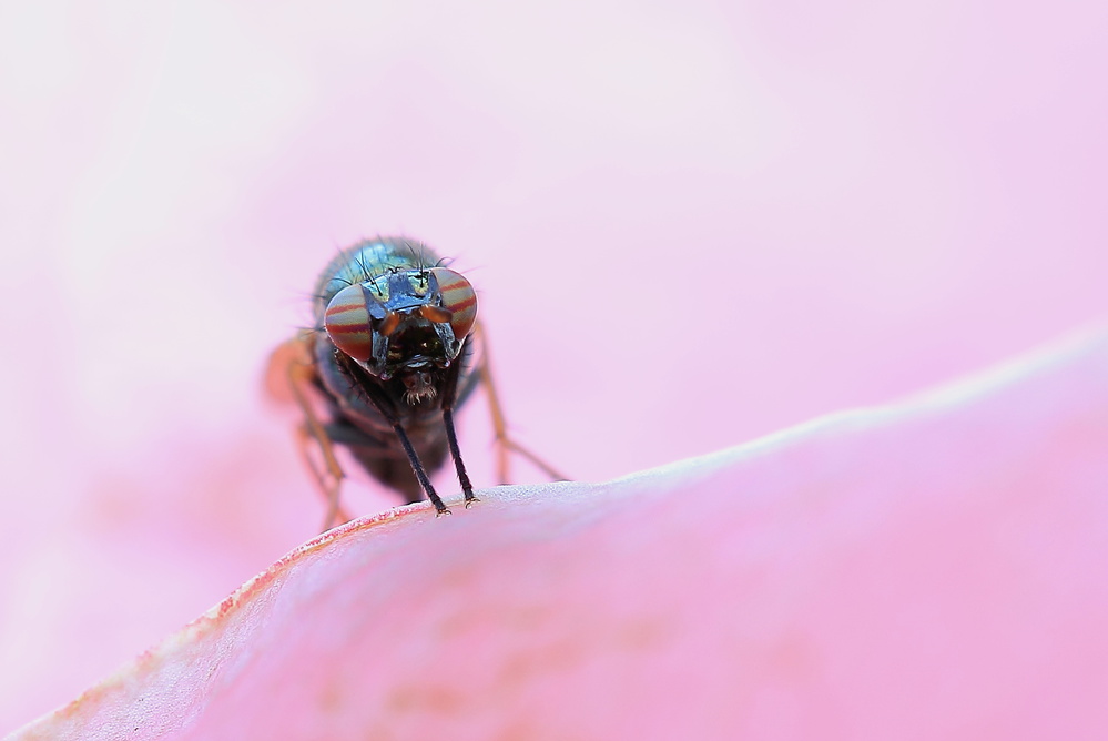 pink world von Markus Hendel