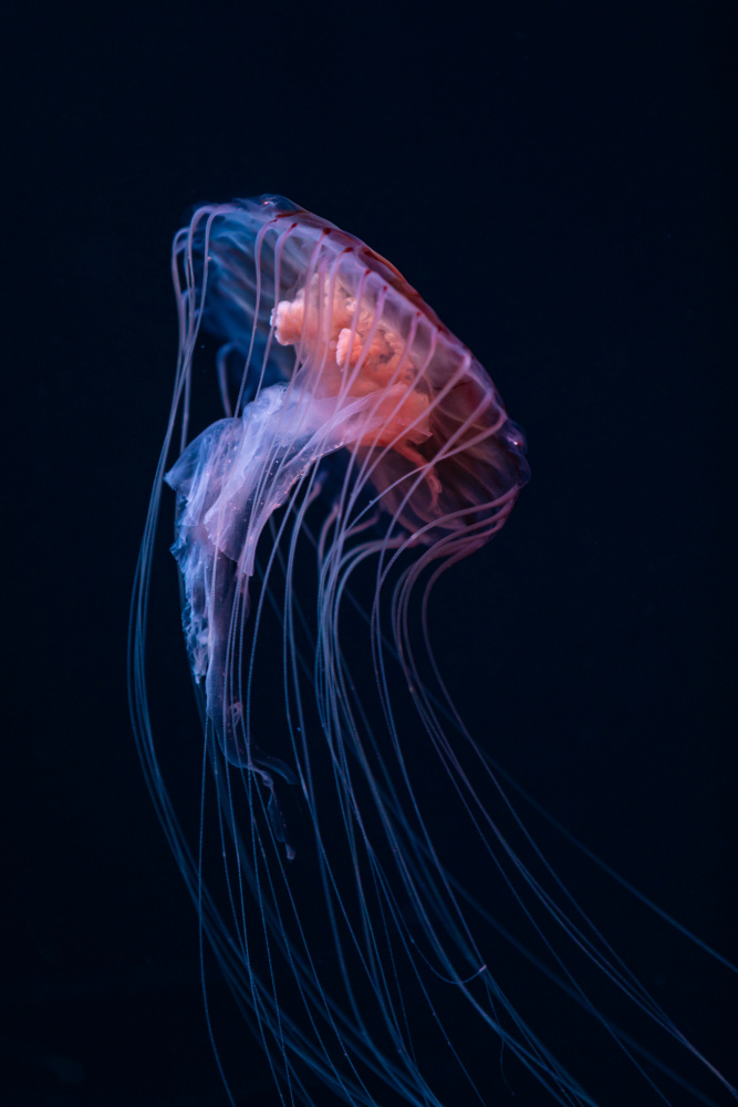 Slow, slow, little Jellyfish von Markus Herbord