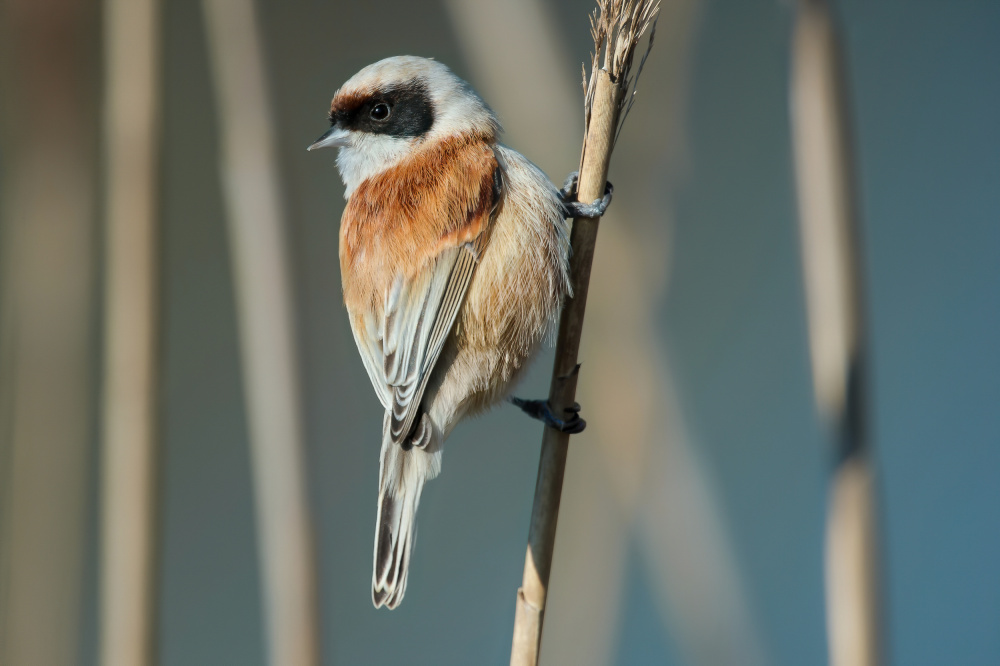 Eurasian Penduline Tit (Remiz pendulinus) - male von MarkusMarkus