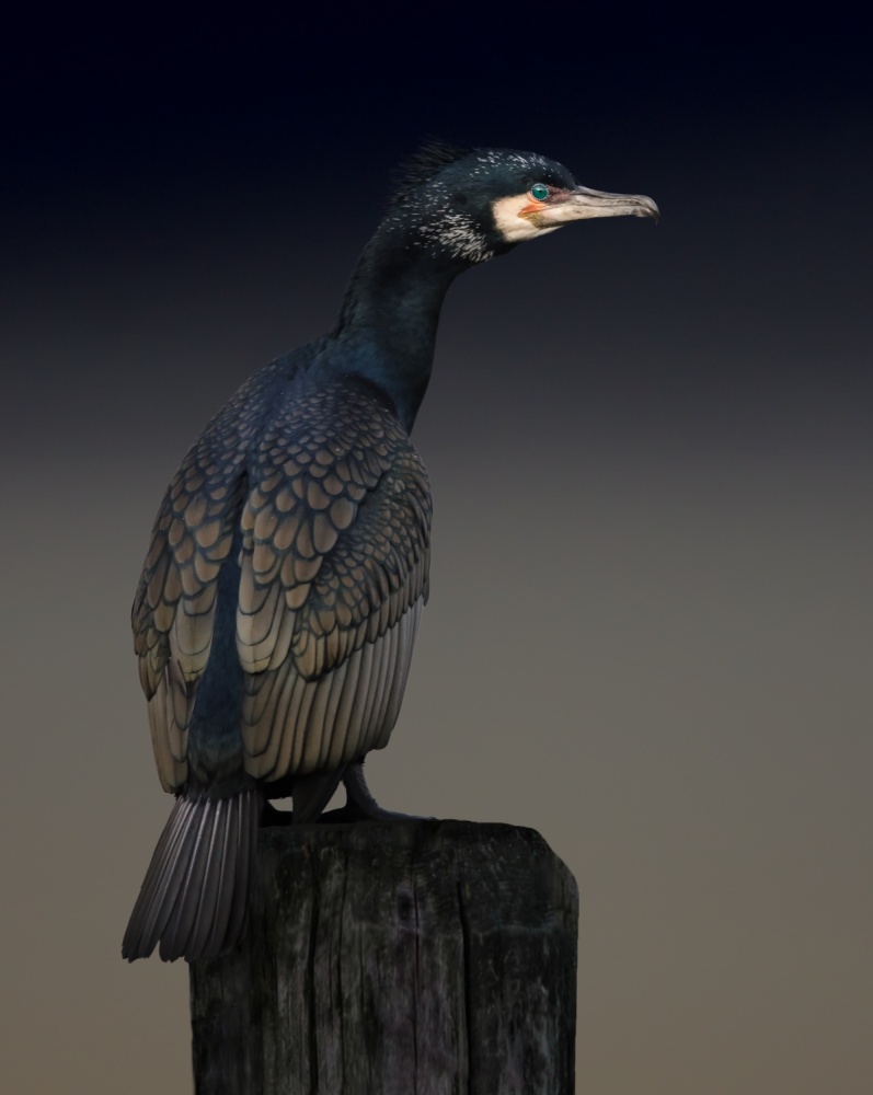 Cormorant palette von Martin Eilertsen