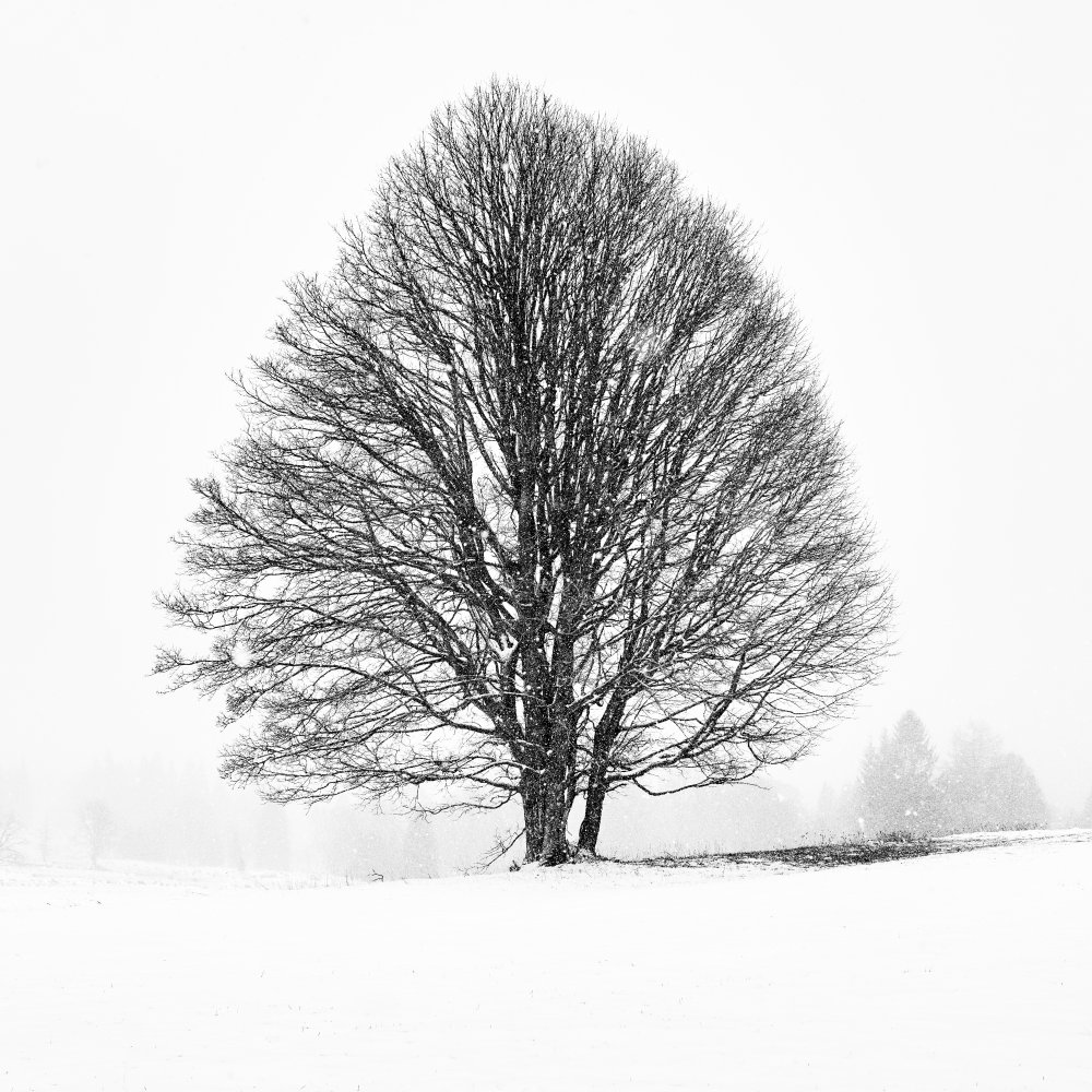 LONELY TREE von Martin Froyda