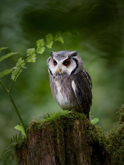 In the deep dark Forest