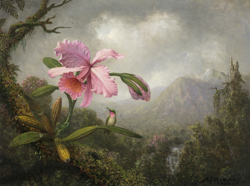 Orchid and Hummingbird near a Waterfall von Martin Johnson Heade