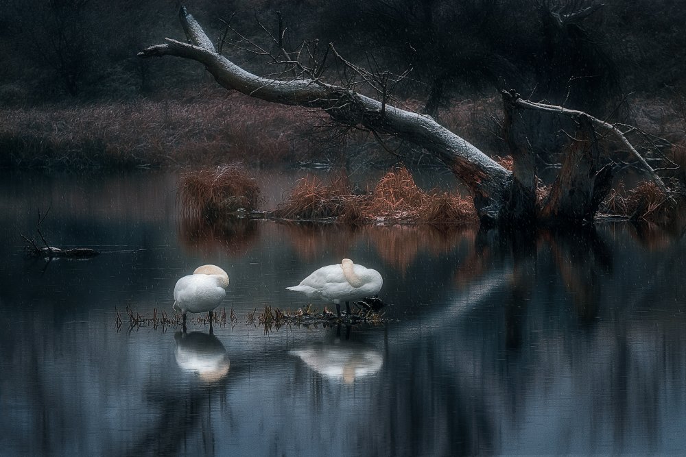 Sleeping swans von Martin Kucera AFIAP AZSF