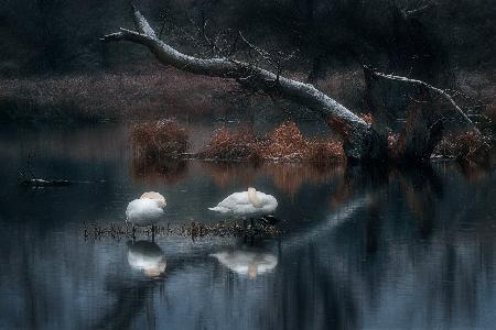 Sleeping swans