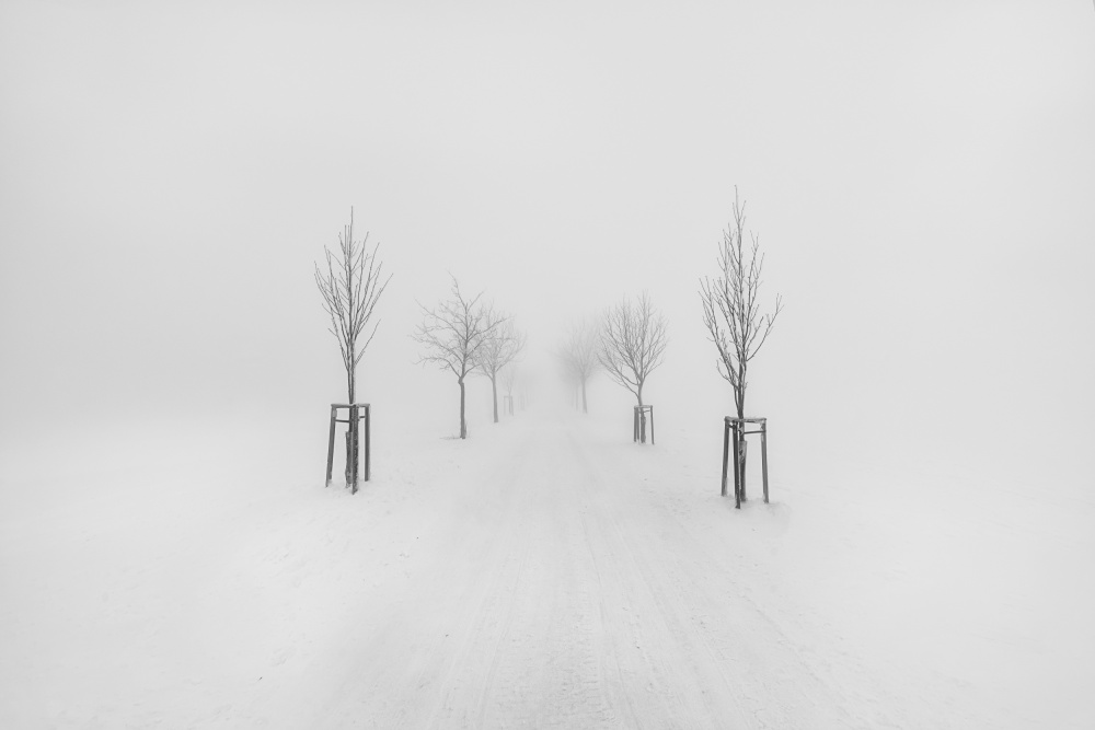 Trees in fog #3 von Martin Morávek