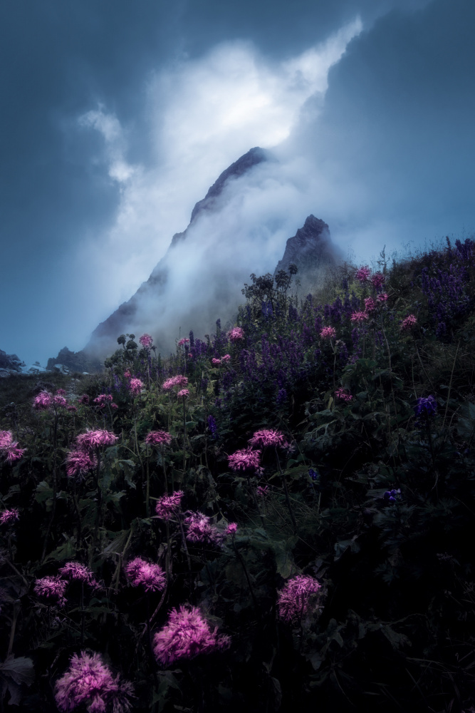 Flowers and Fog von Martin Morávek