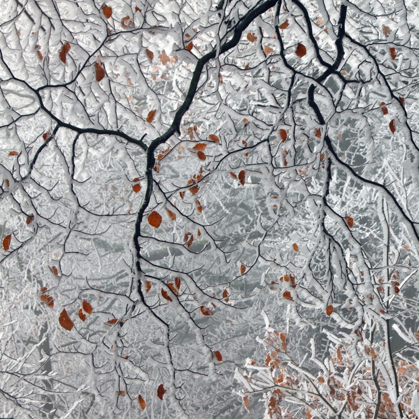 Last Leaves von Martin Rak