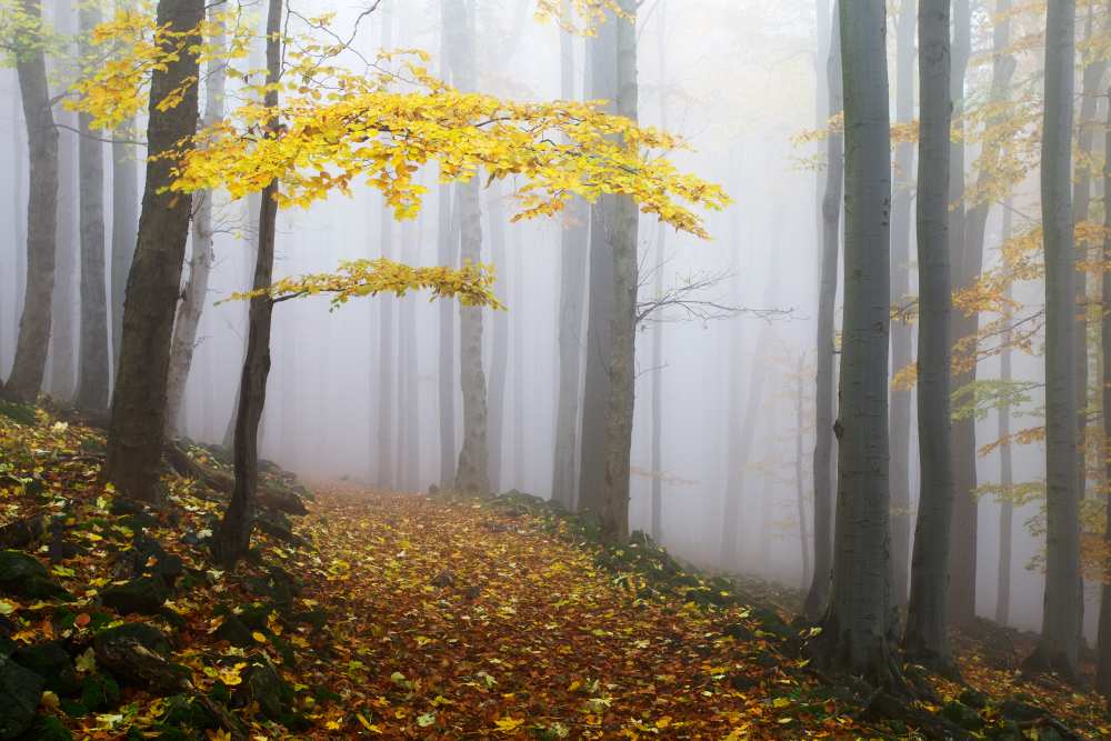 Untitled von Martin Rak