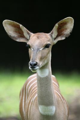 Kleiner Kudu von Martina Berg