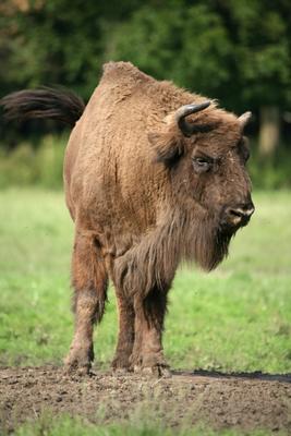 Wisent von Martina Berg