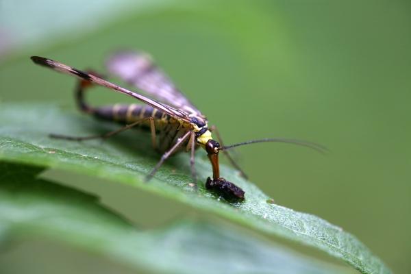 Skorpionsfliege von Martina Berg