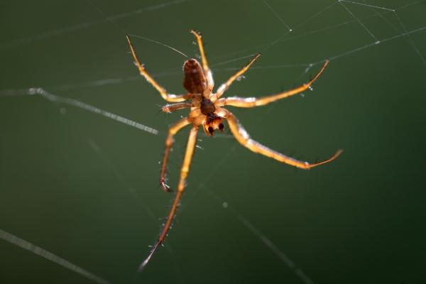 Herbstspinne von Martina Berg