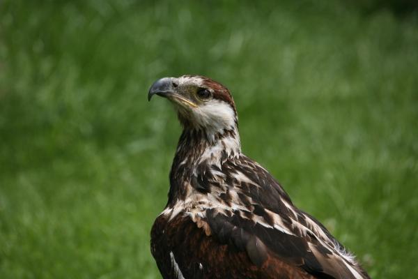 Schreiseeadler von Martina Berg