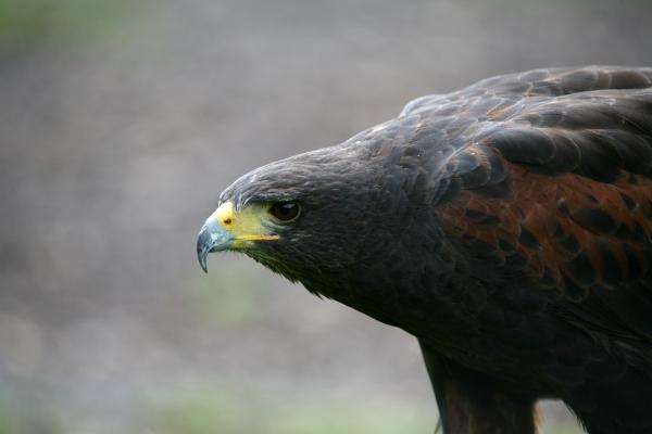 Wüstenbussard von Martina Berg