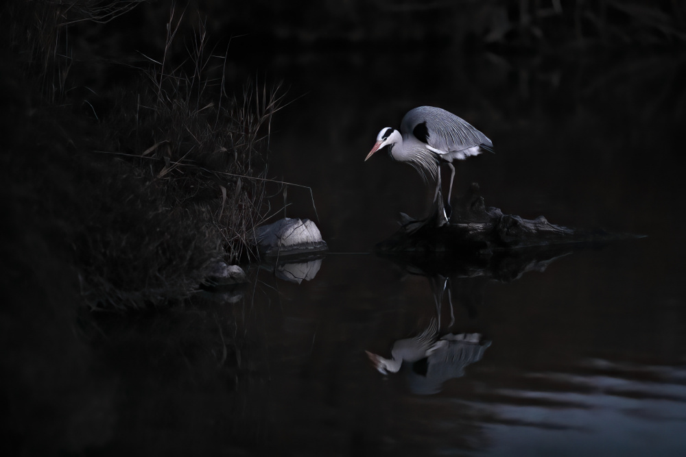 Watcher in the moonlight von Martine Benezech