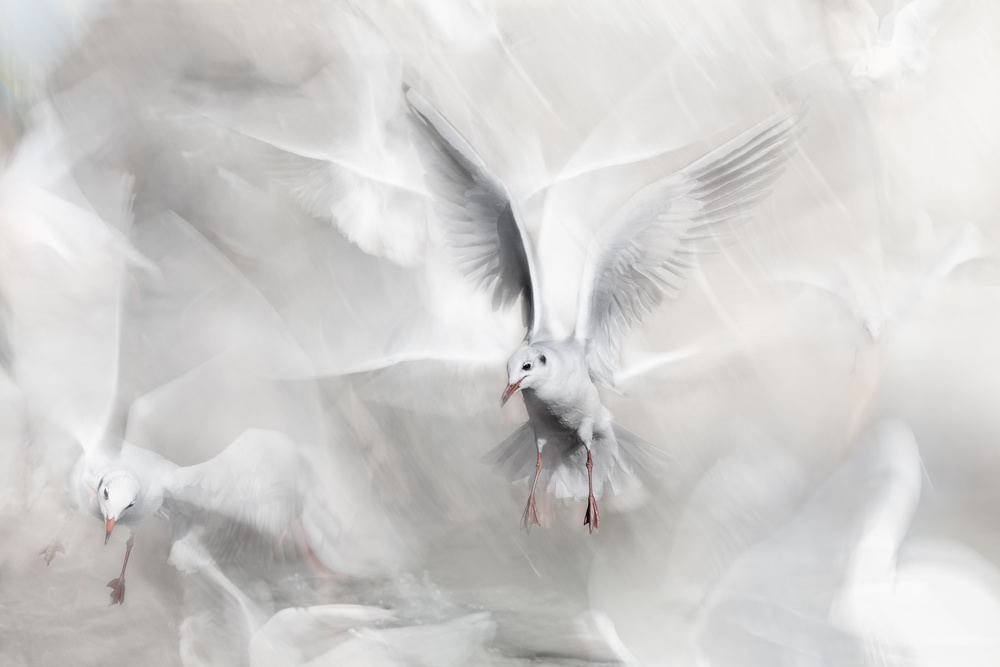 Winds of freedom von Martine Benezech