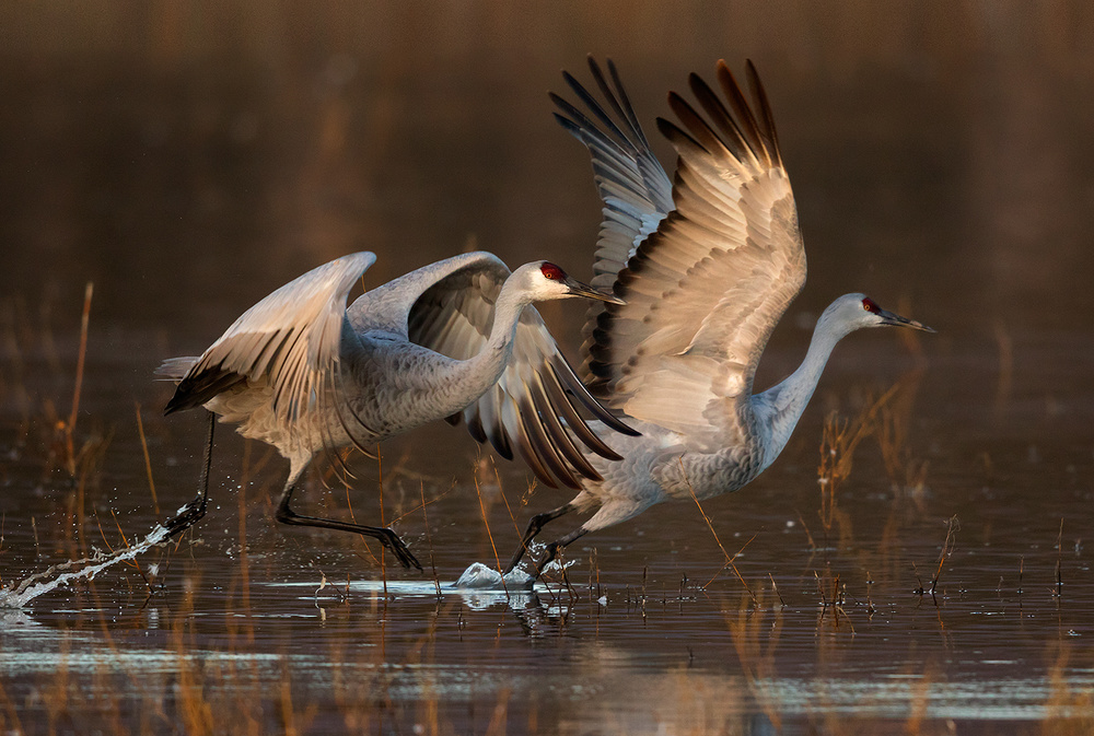 Taking Off at Sunrise von Mary Jiang