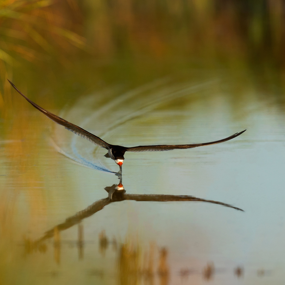 Touching down von Mary Jiang