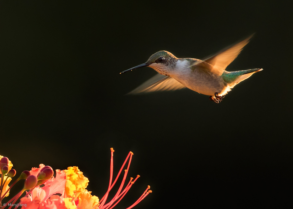 Hummingbird von Mary Jiang