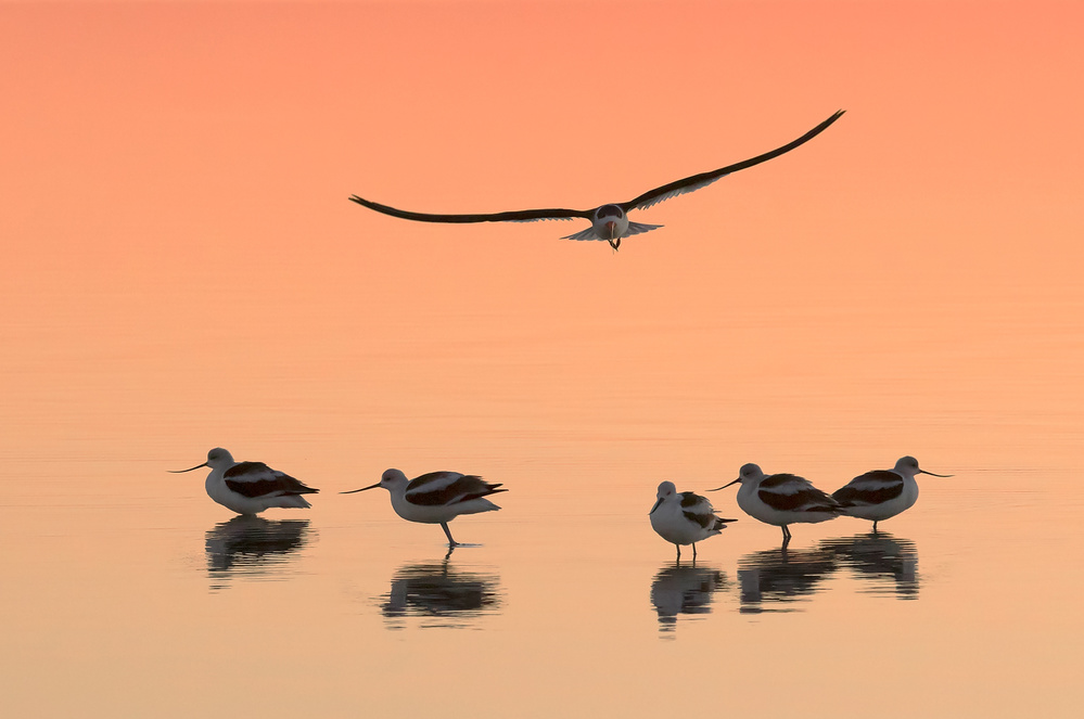 Cruising von Mary Jiang