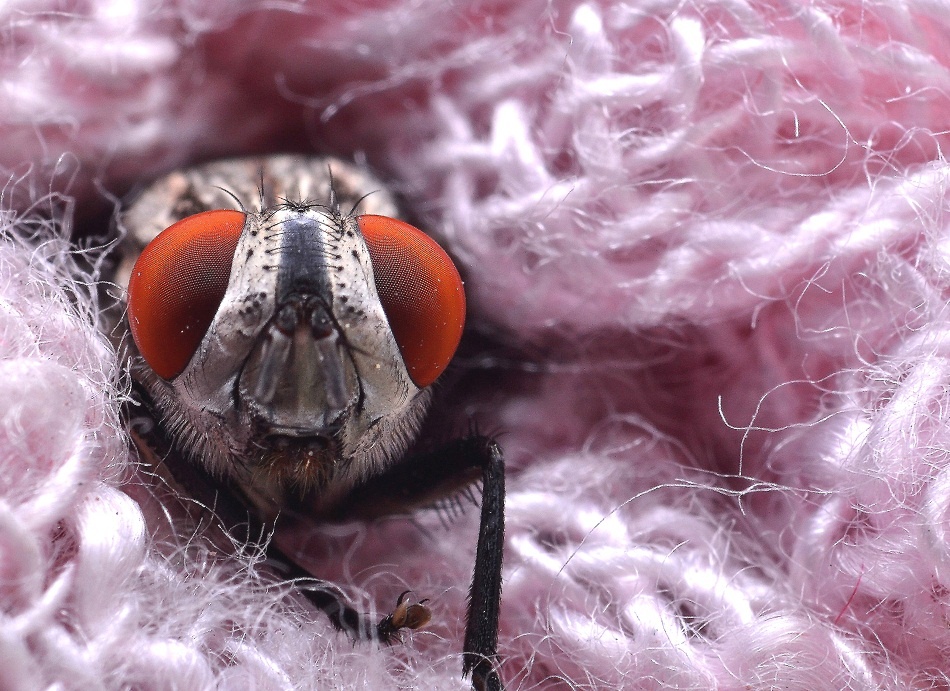 Pink blanket von Maryam Zahirimehr