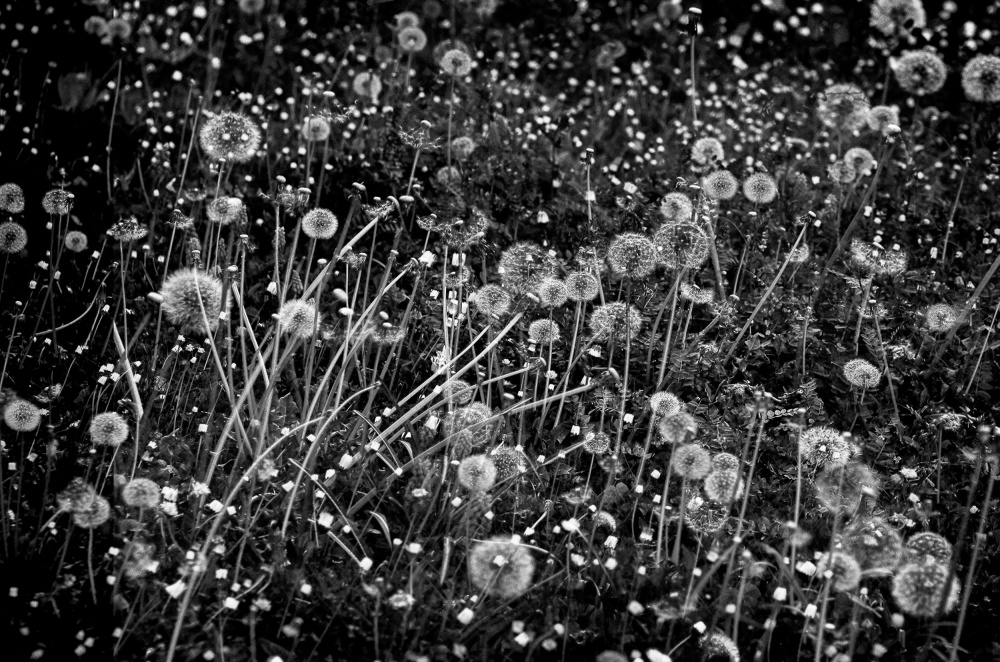 The dandelion field von Maryse Dardaillon