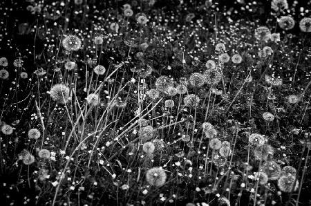 The dandelion field