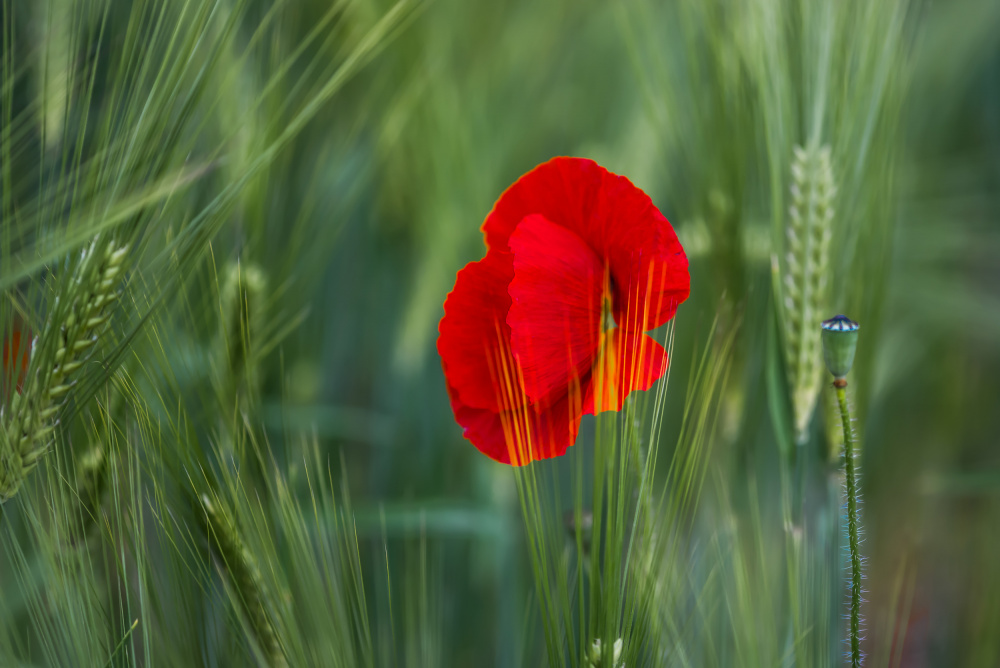 The red season von Maryse Dardaillon