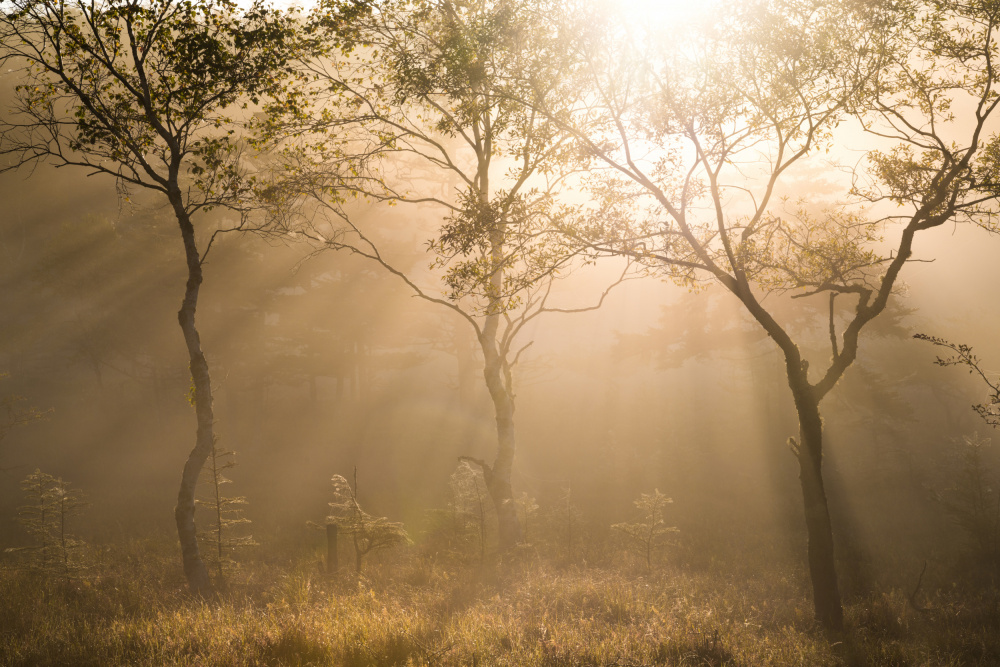 Three trees von Masaki Sugita