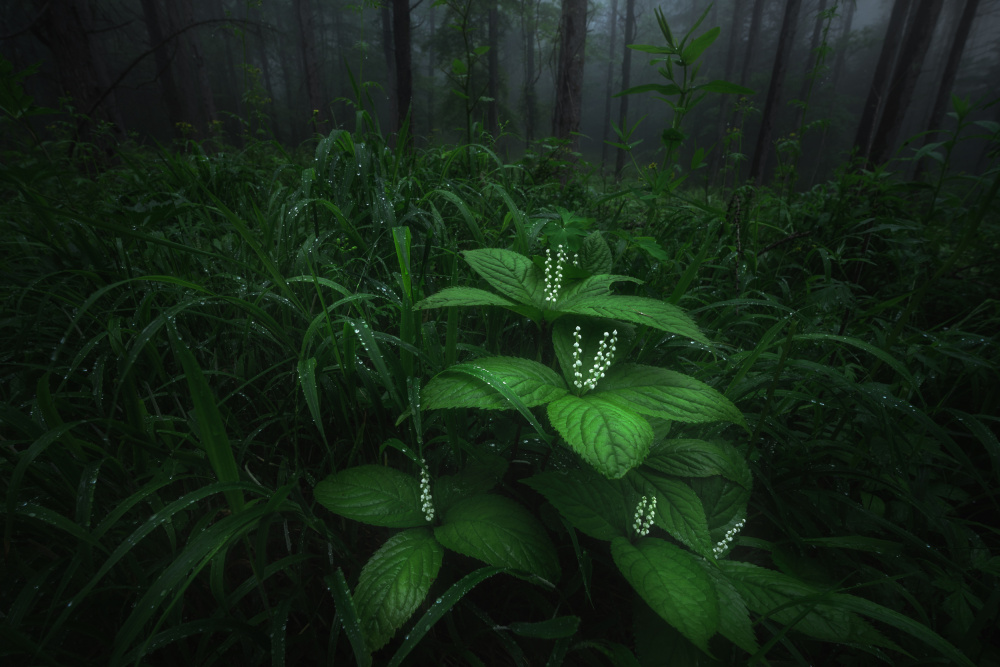 Small plants and flowers von Masaki Sugita