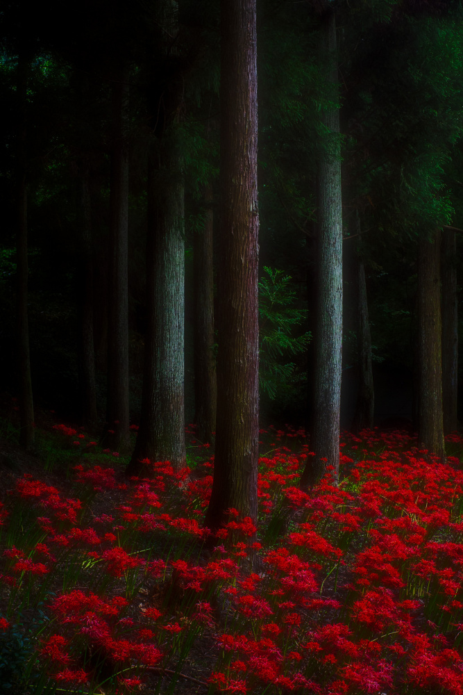 deep red carpet von Masato Kikuchi