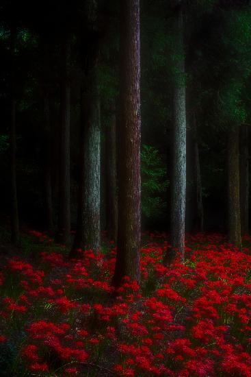 deep red carpet