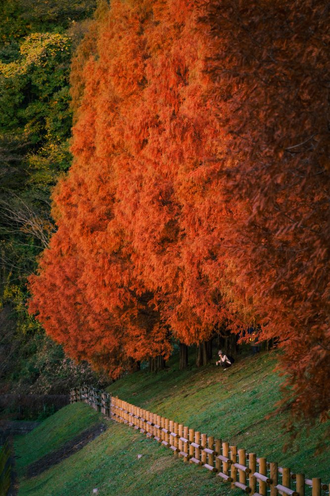 Under Metasequoia von Masato Kikuchi