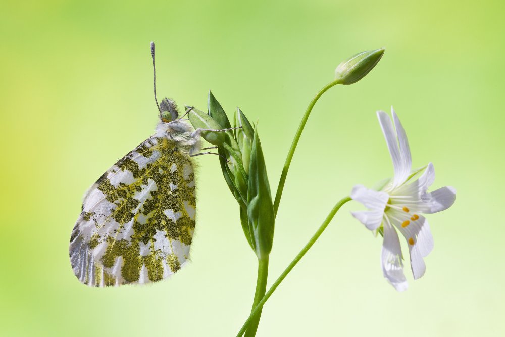 Anthocharis cardamines von Massimo Chiodini