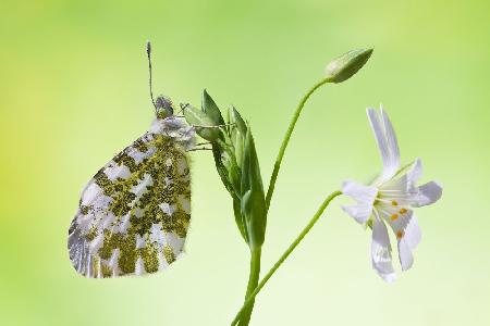 Anthocharis cardamines