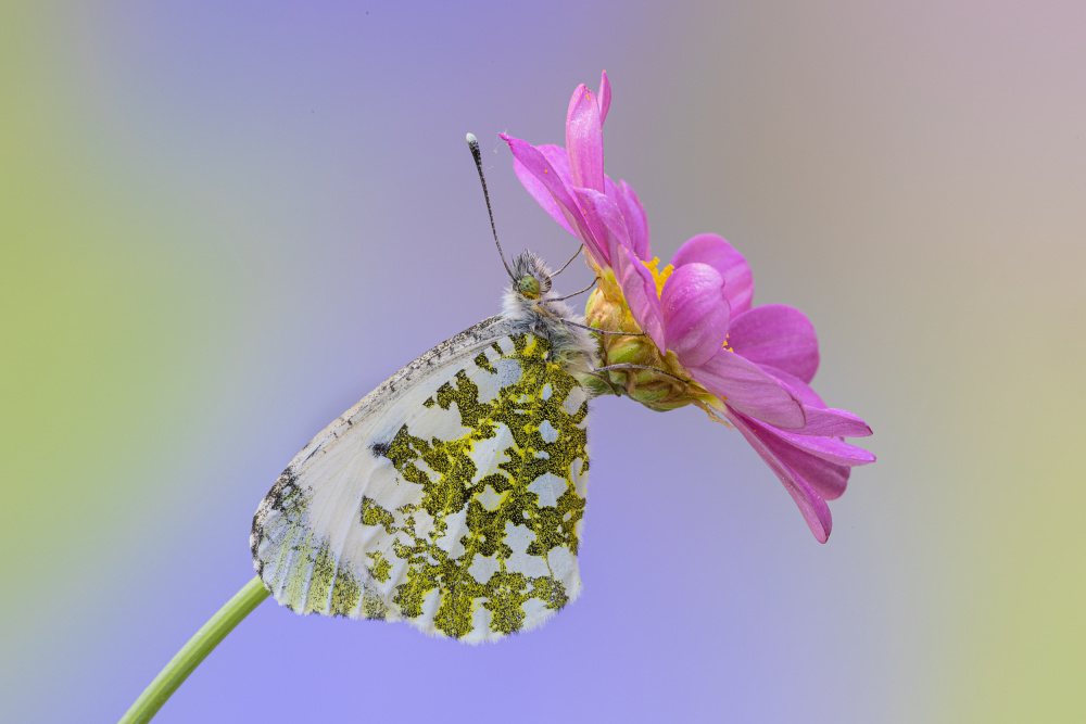 Anthocharis cardamines female von Massimo Chiodini