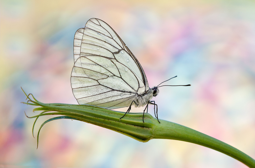 Aporia crataegi von Massimo Chiodini