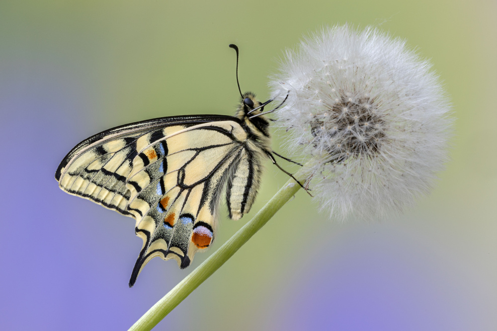 On the dandelion von Massimo Chiodini