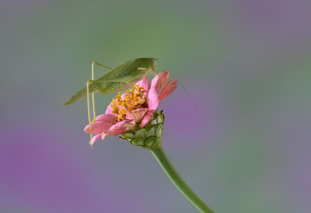 On the Flower. von Massimo Chiodini