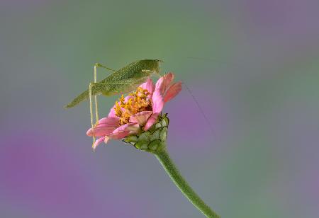 On the Flower.