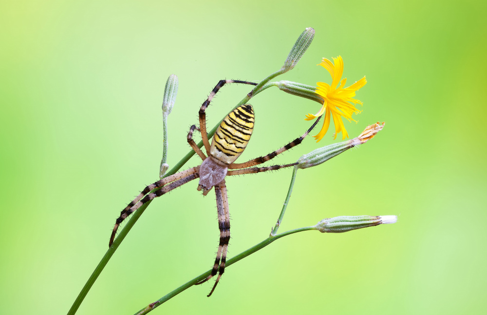 Flowery cobweb von Massimo Chiodini