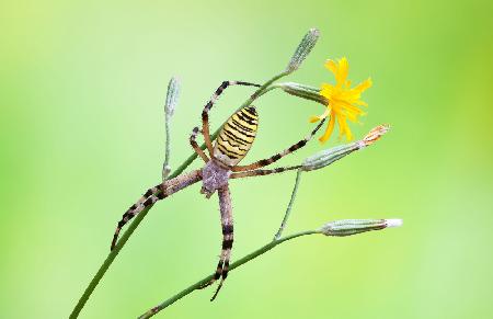 Flowery cobweb