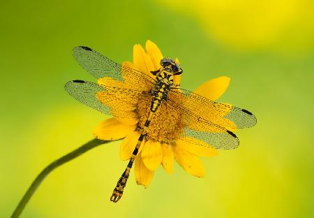 Yellow in yellow in yellow!