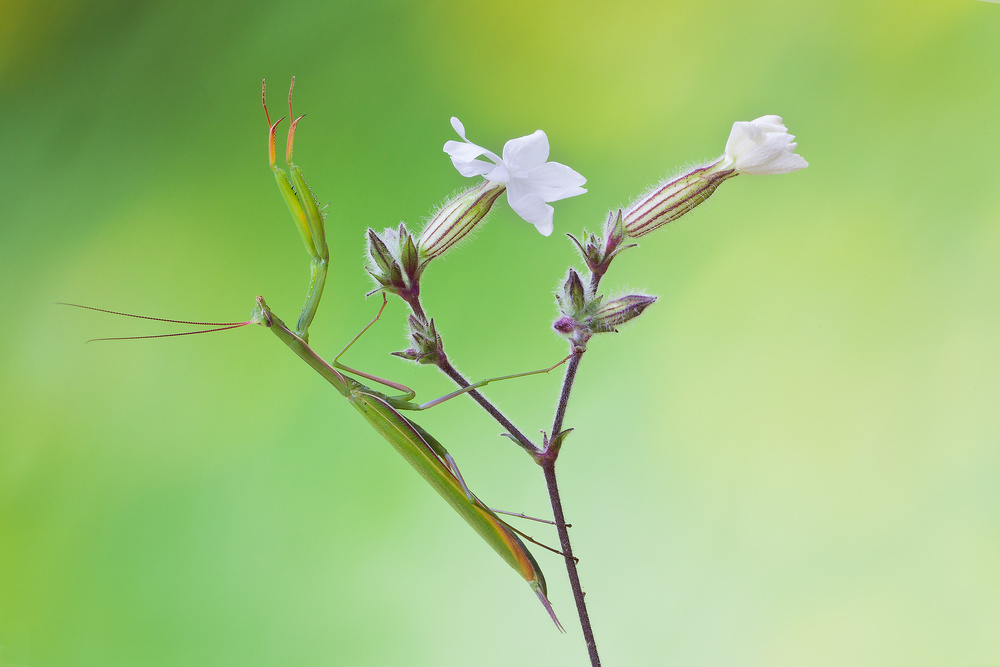 Praying mantis von Massimo Chiodini