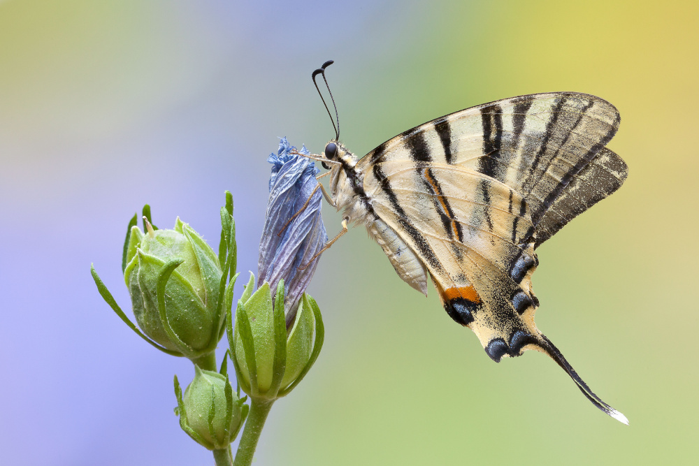 Iphiclides podalirius von Massimo Chiodini