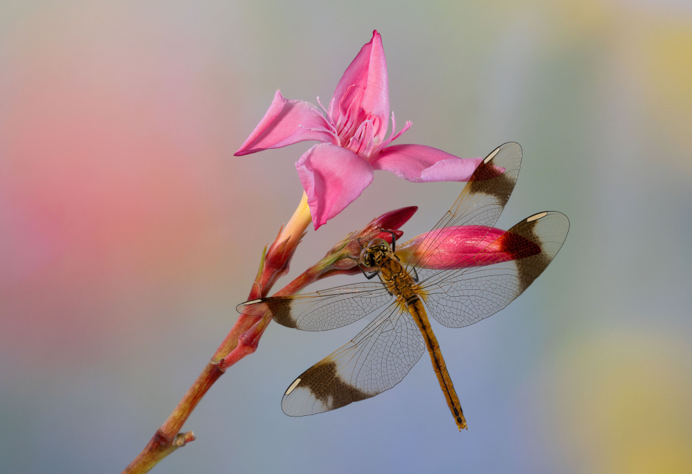 Dragonfly von Massimo Chiodini