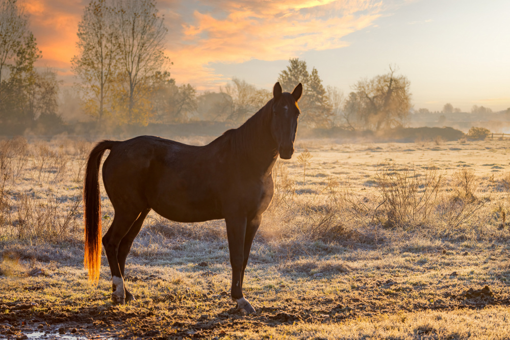 Horse at sunrise von Massimo Chiodini