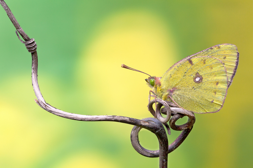 Butterfly on the...rollercoaster! von Massimo Chiodini